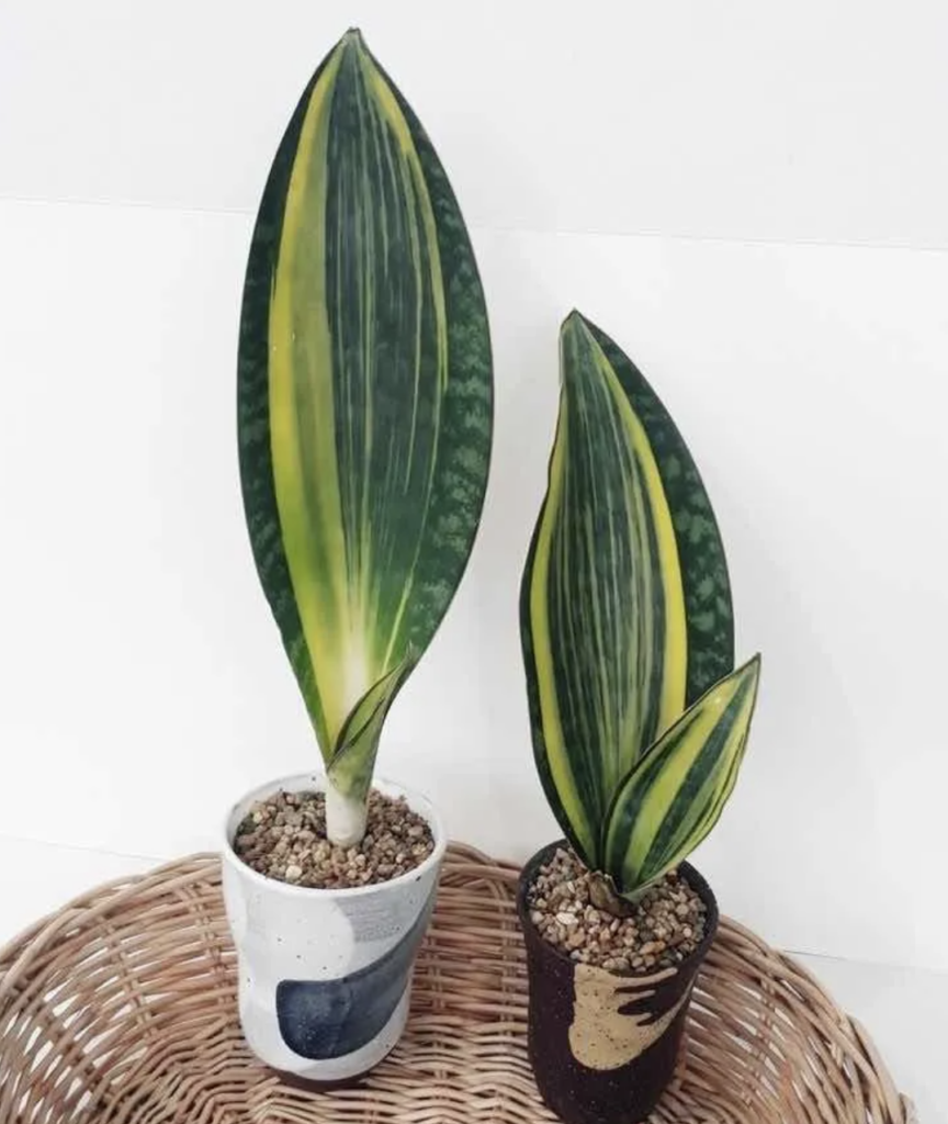 whale fin sansevieria